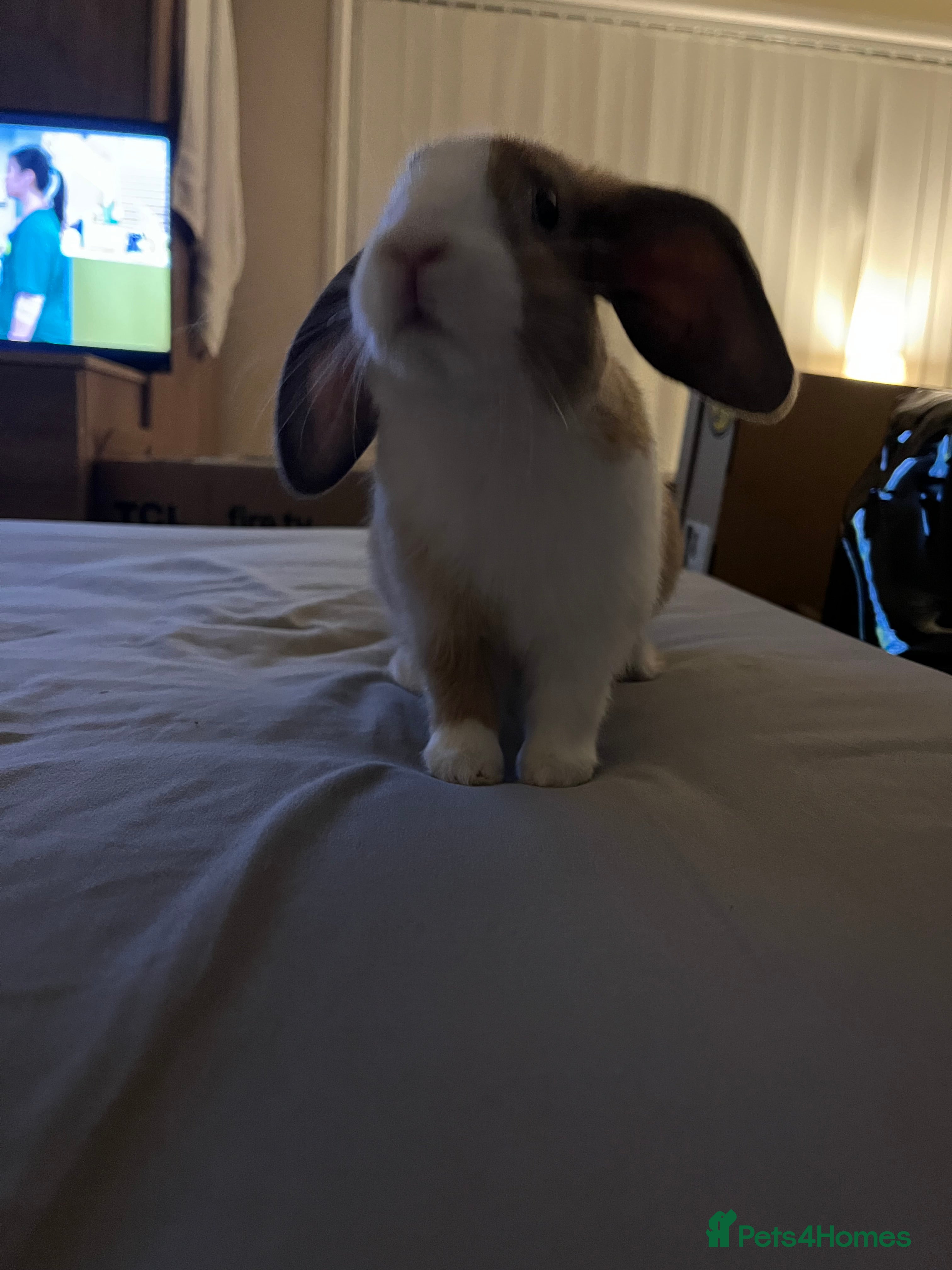 Mixed Breed rabbits playful bunny £30 w/o her stuff - Advert 18