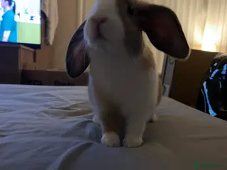 Mixed Breed rabbits playful bunny £30 w/o her stuff - Advert 18