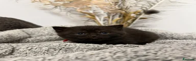 British Shorthair 4