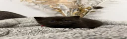 British Shorthair cats for sale: Beautiful Chocolate British Shorthair Kittens 🤎🐾 in Sutton-in-Ashfield - Advert 17