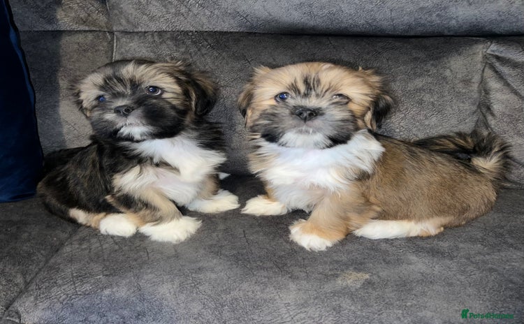 Lhasa Apso dogs 2 beautiful Lhasa babies! - Advert 2