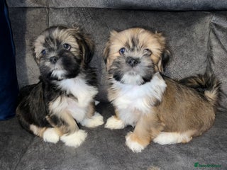 Lhasa Apso dogs 2 beautiful Lhasa babies! - Advert 2