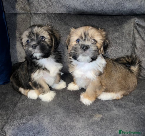Lhasa Apso dogs 2 beautiful Lhasa babies! - Advert 2