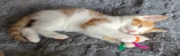 Domestic Shorthair cats for sale: 5 Ginger Kittens - Advert 15