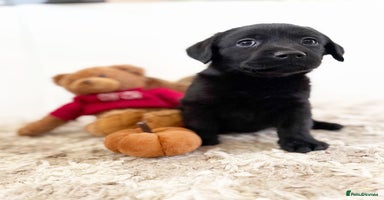 Labrador Retriever dogs - Advert 8
