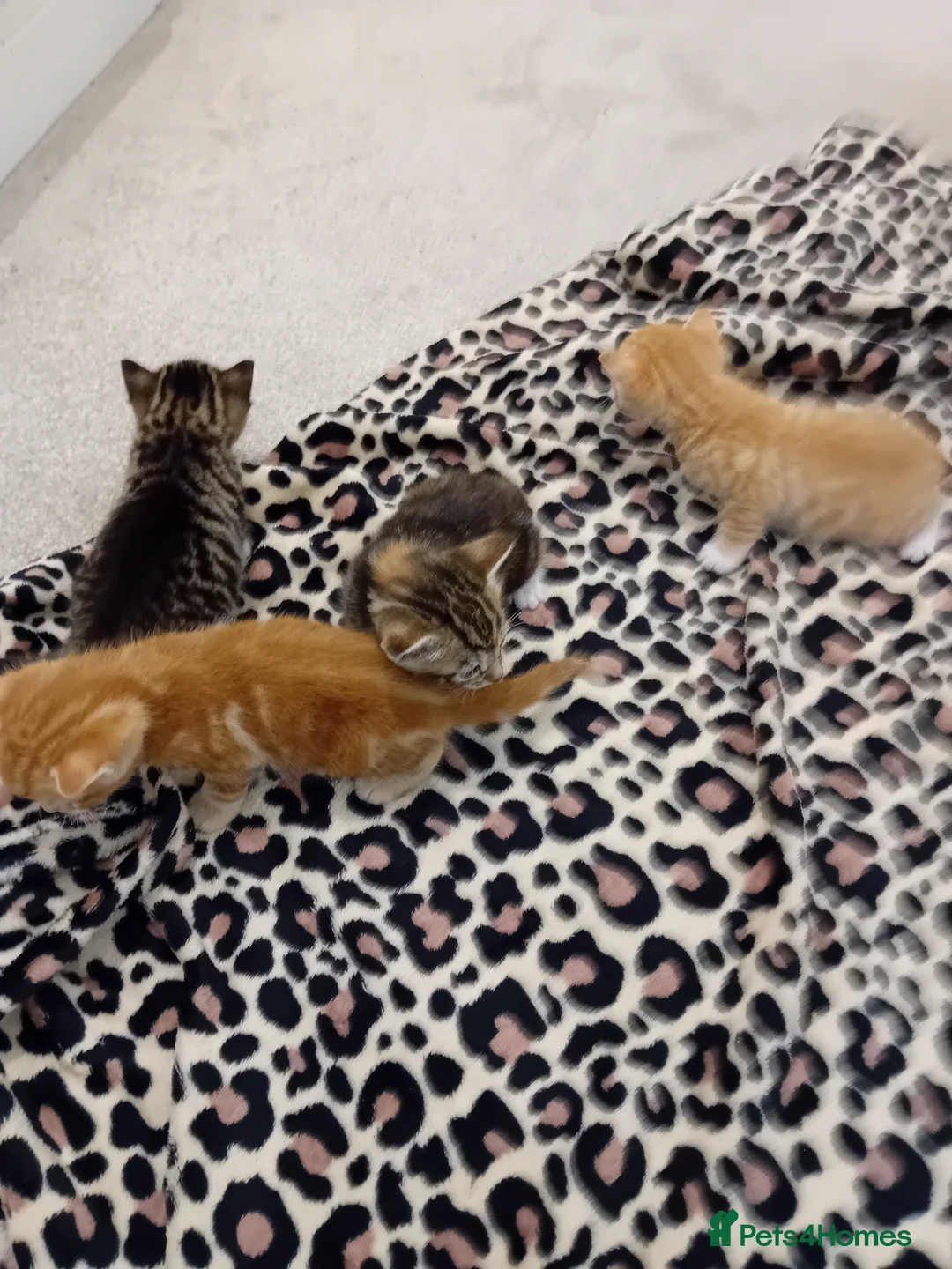 Bengal cats for sale: Bengal Kittens - Advert 6