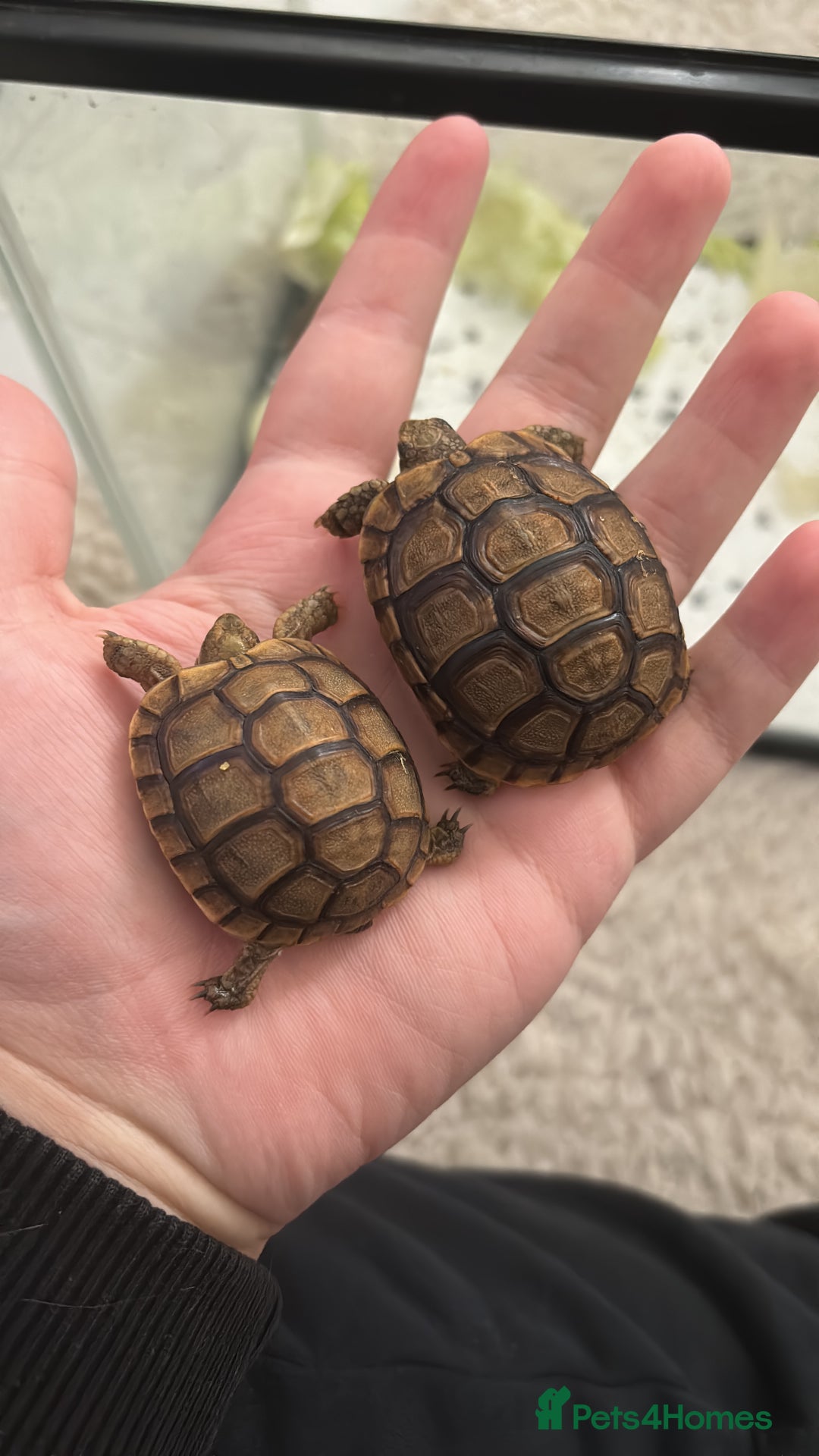 Tortoise reptiles for sale: Tortoises - Advert 6