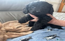 Cavapoo dogs for sale: Adorable cavapoo pups  - Advert 8