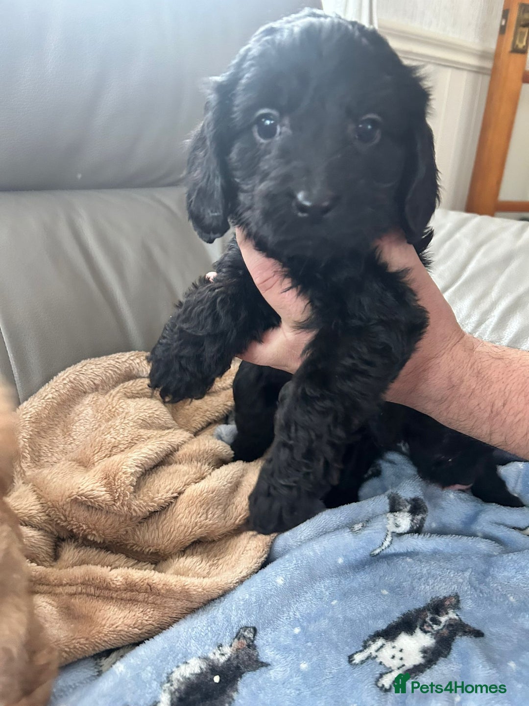Cavapoo dogs for sale: Adorable cavapoo pups  - Advert 8