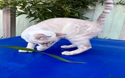 Savannah cats for sale: Superb polydactyl curled eared snow leopard  - Image 10