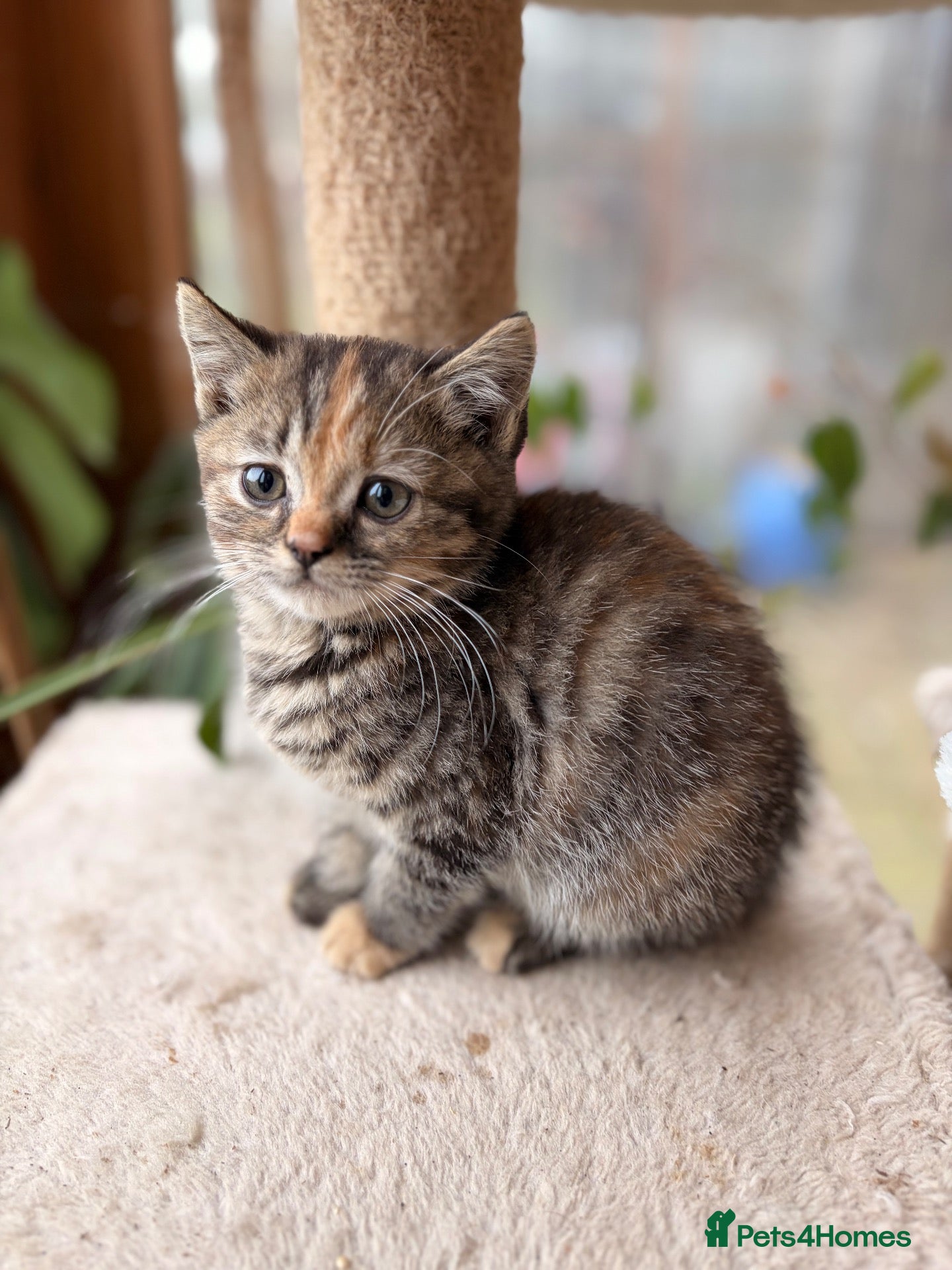 Persian cats BEAUTIFUL PERSIAN X KITTENS READY NOW - Advert 5