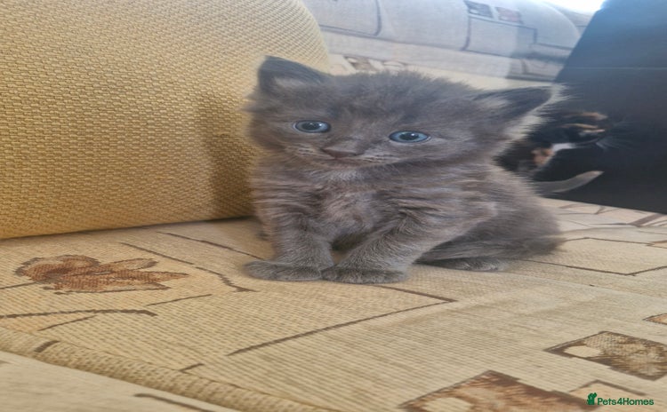 British Longhair cats - Advert 1