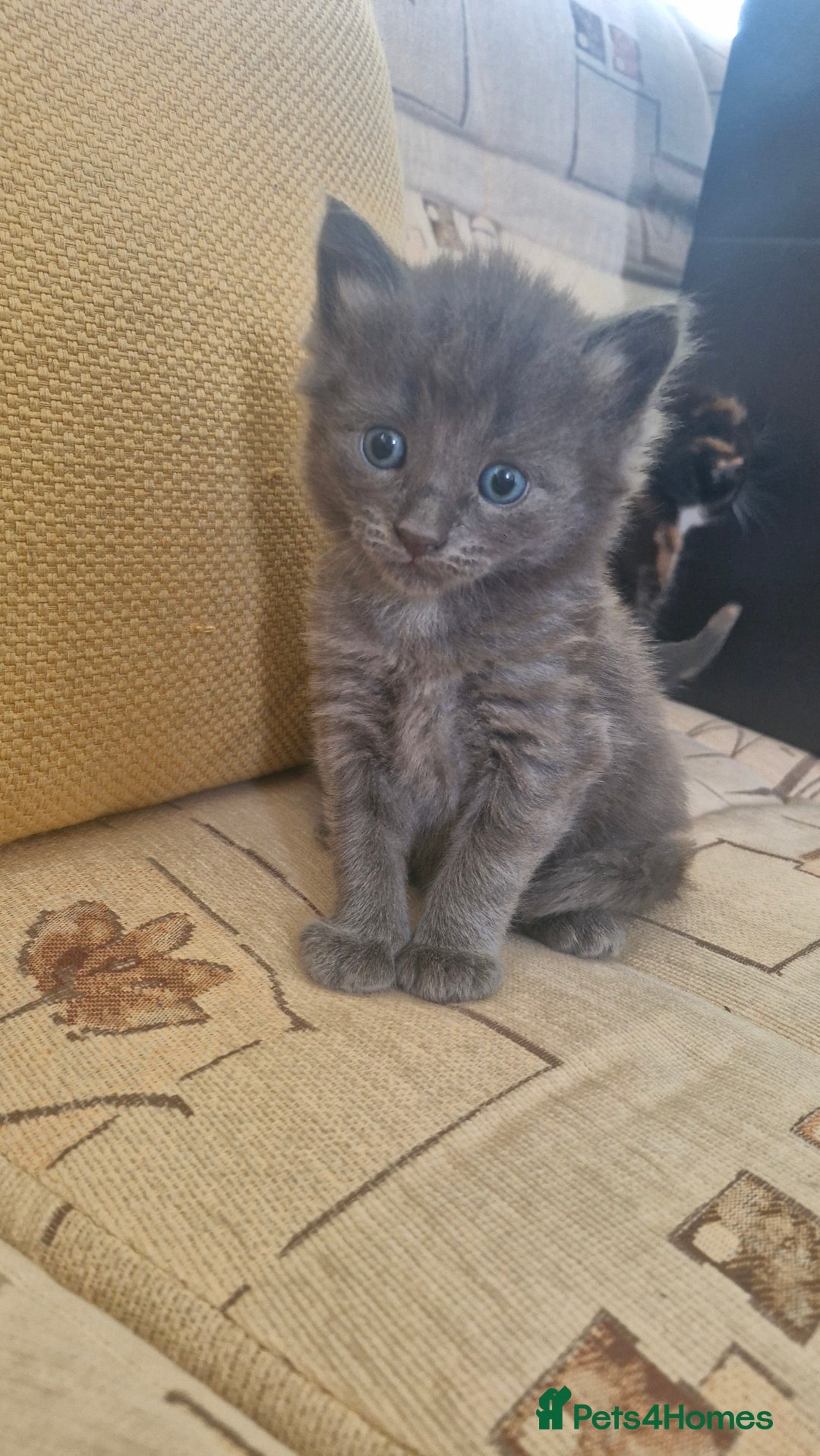British Longhair cats for sale: English Long Haired Grey Kitten  - Image 1