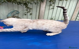 Keetso cats for sale: Rare Keetso female for breeding  - Advert 16
