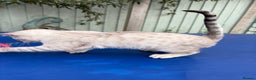 Keetso cats for sale: Rare Keetso female  - Advert 16