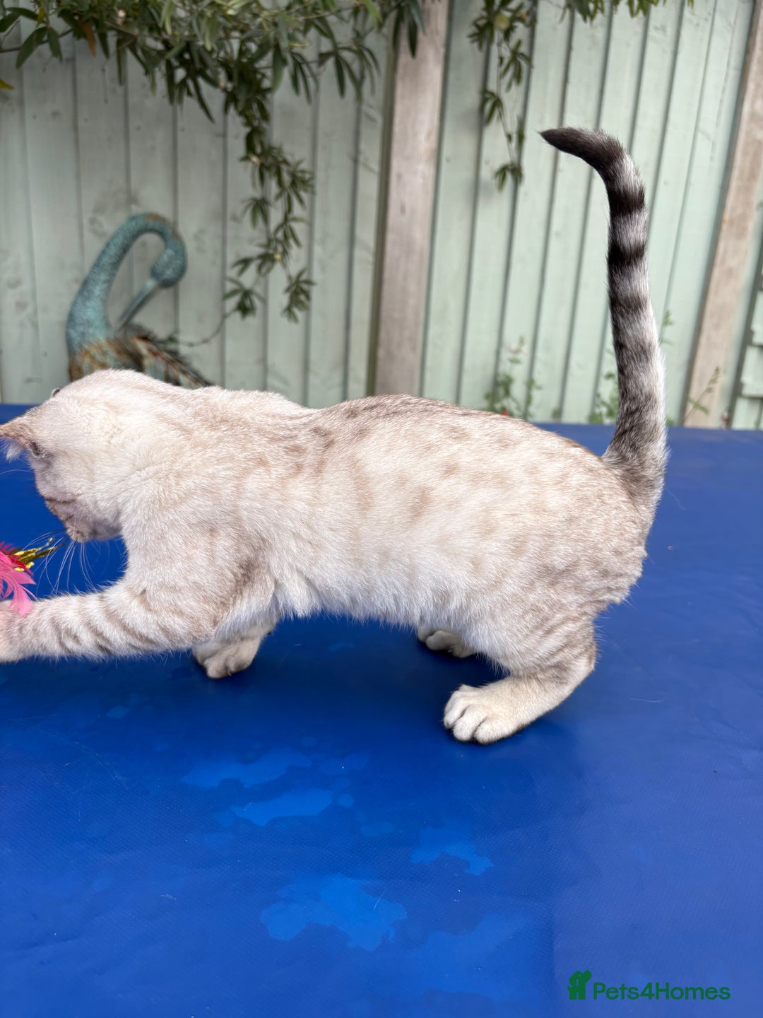 Keetso cats for sale: Rare Keetso female for breeding  - Advert 16