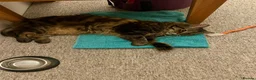 Domestic Shorthair cats for adoption: Lucky is looking for special forever home  - Advert 11