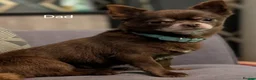 Chihuahua dogs for sale: ONLY 2 STUNNING KC REG PUPPIES LEFT AVAILABLE!! - Advert 17