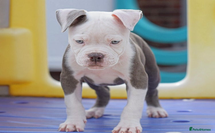 Old Tyme Bulldog dogs - Advert 8