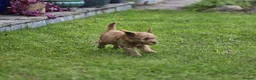 Cockapoo dogs for sale: Cockapoo Pups - Fully Health Tested and vaccinated in Wigton - Advert 23