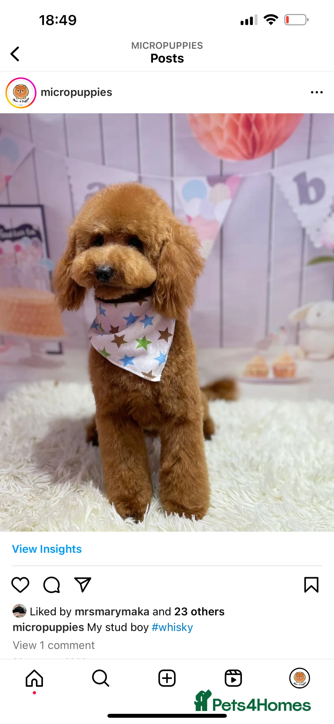Cavapoo dogs for sale: Cavapoo little bears LICENSED - Advert 3