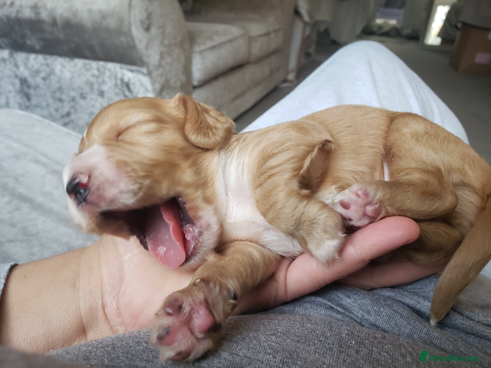 Cocker Spaniel dogs Beautiful Working Cocker Spaniel Puppies - Advert 1