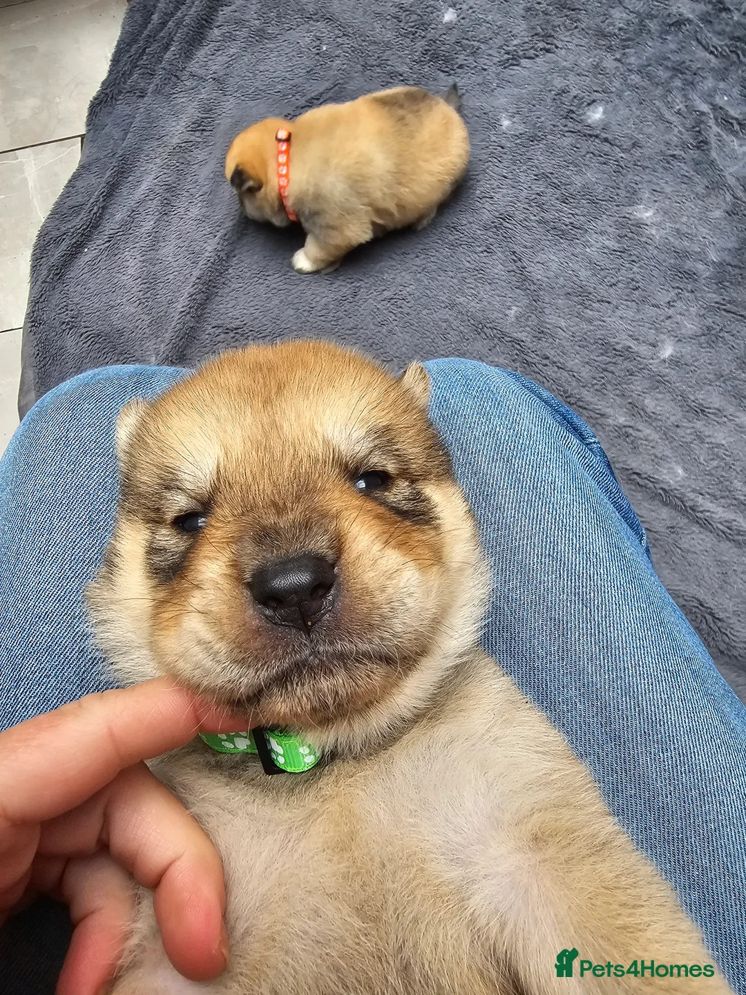 Mixed Breed dogs for sale: Last 3  pupies now £600 Chow Chow dad husky mum - Advert 27