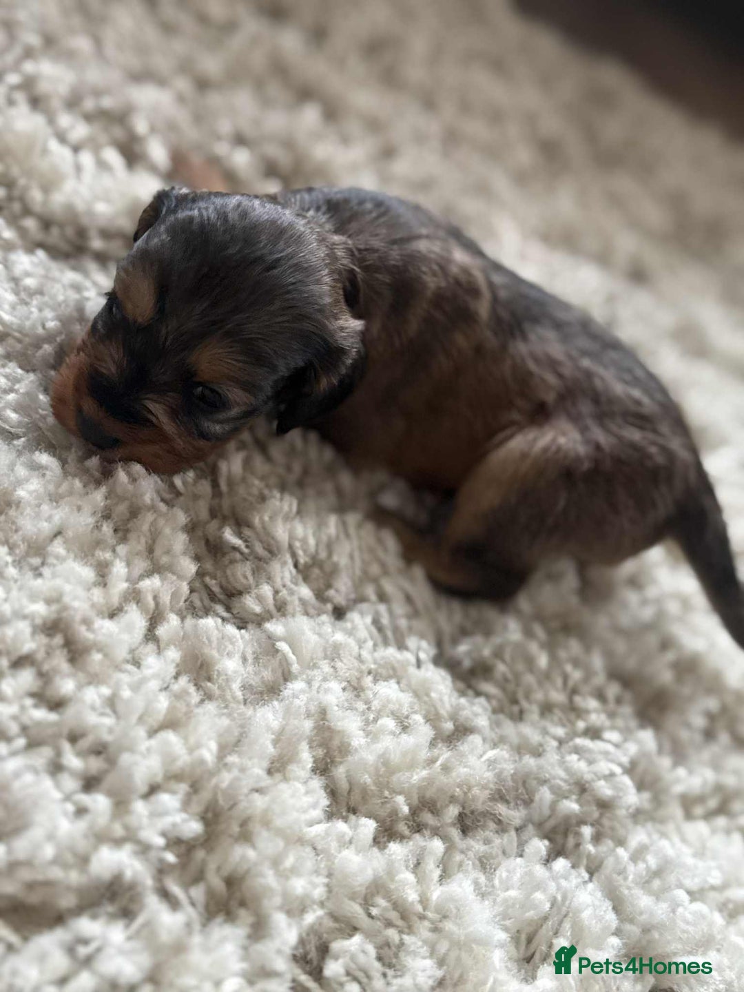 Cockapoo dogs for sale: Cockapoo F1B STUNNING COLOURS 4 available - Advert 4