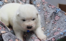 Samoyed dogs for sale: Samoyed puppies - fluff and joy - Image 21