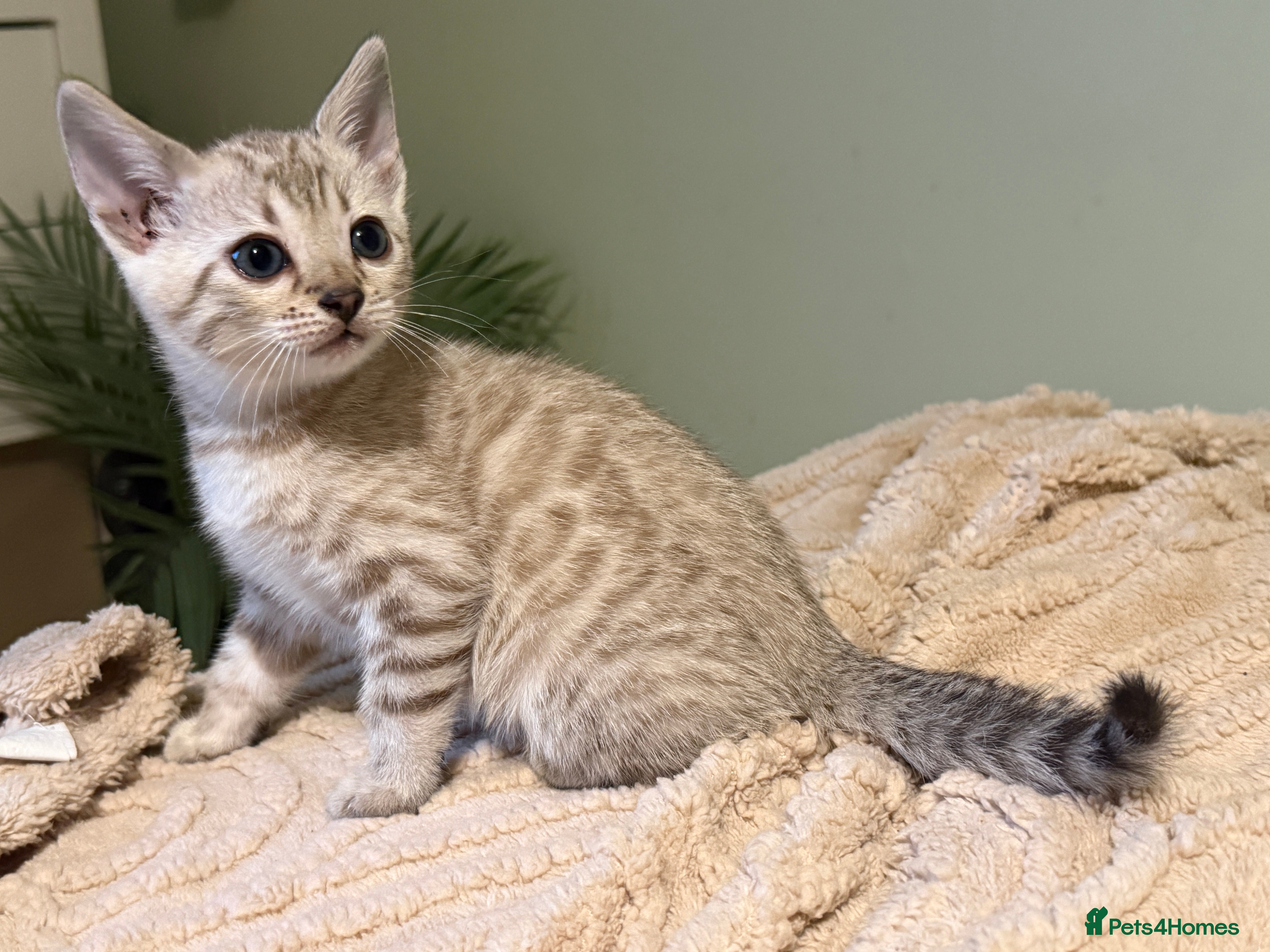 Bengal cats TICA registered Bengals  - Advert 3