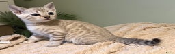 Bengal cats for sale: TICA registered Bengals  - Advert 1