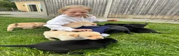 Labrador Retriever dogs for sale: KC Reg. Yellow Bitch Puppy  - Advert 7