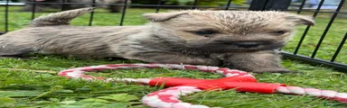 Cairn Terrier 1