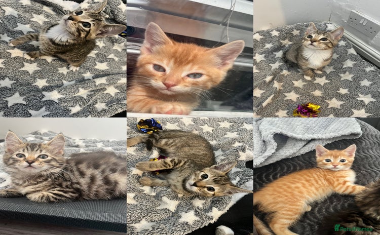 Mixed Breed cats - Advert 15