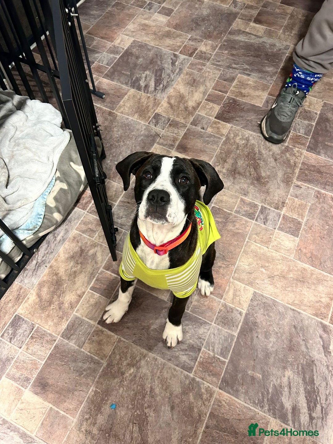 Mixed Breed dogs for sale: Stella - Image 7