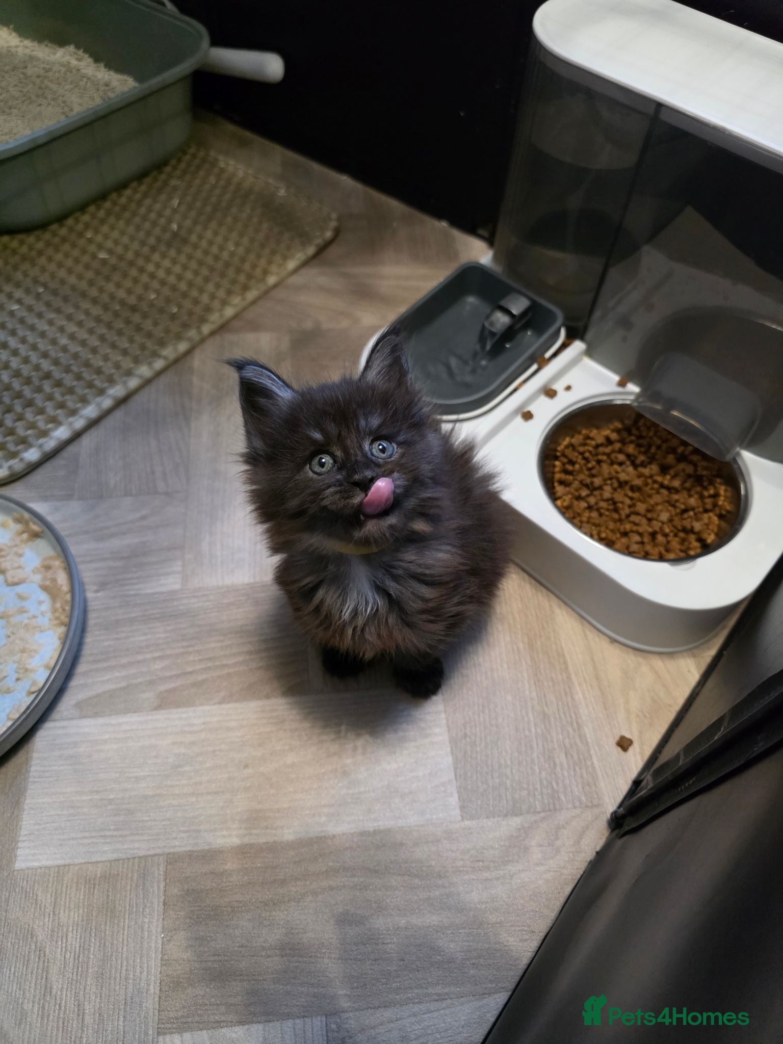 Maine Coon cats Maine Coon Registered TICA - Advert 2