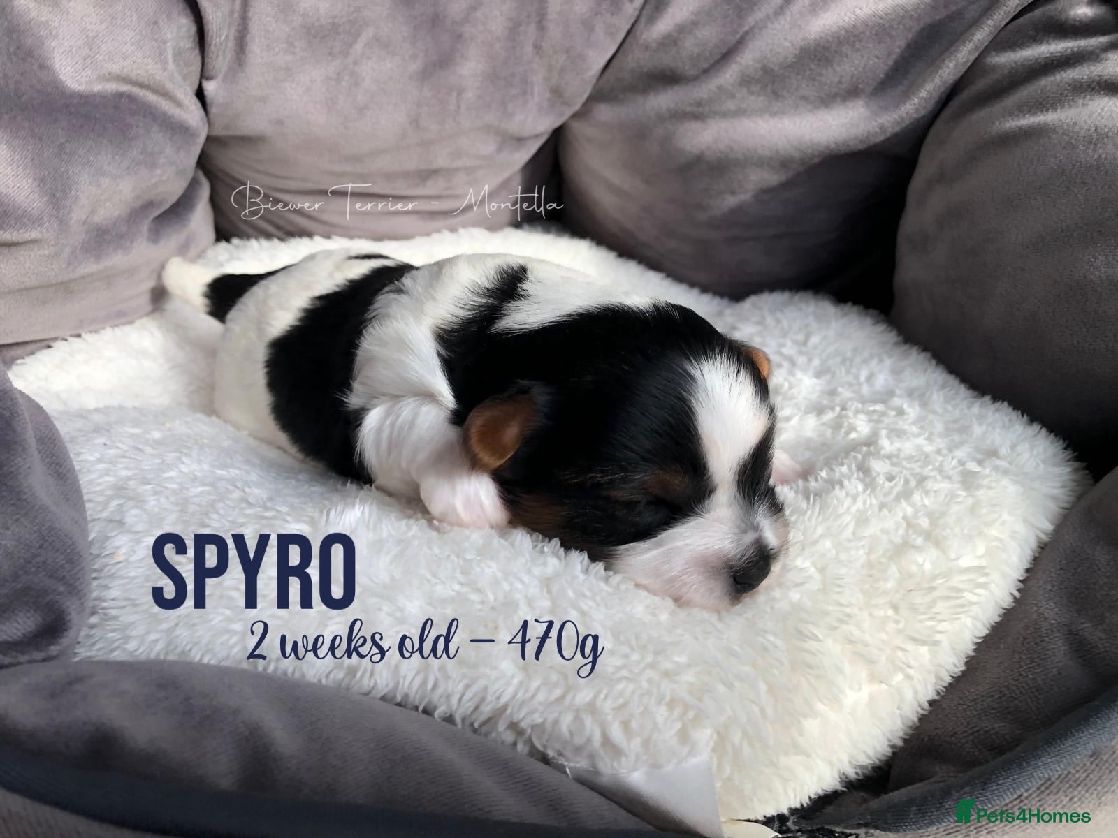 Yorkshire Terrier dogs Three Beautiful Biewer Terriers! - Advert 2