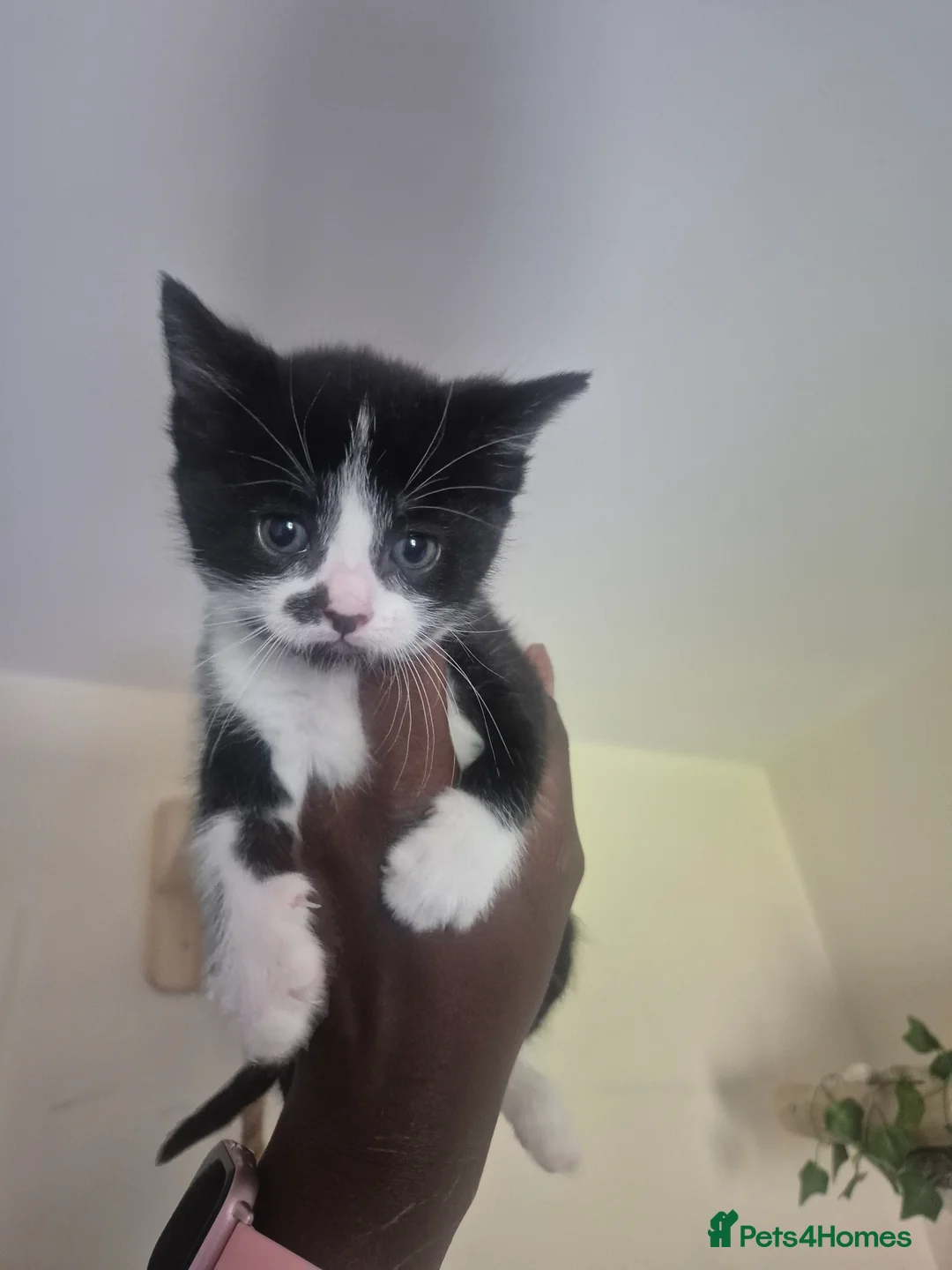 Mixed Breed cats for sale: MIXED BREED KITTEN  - Advert 2