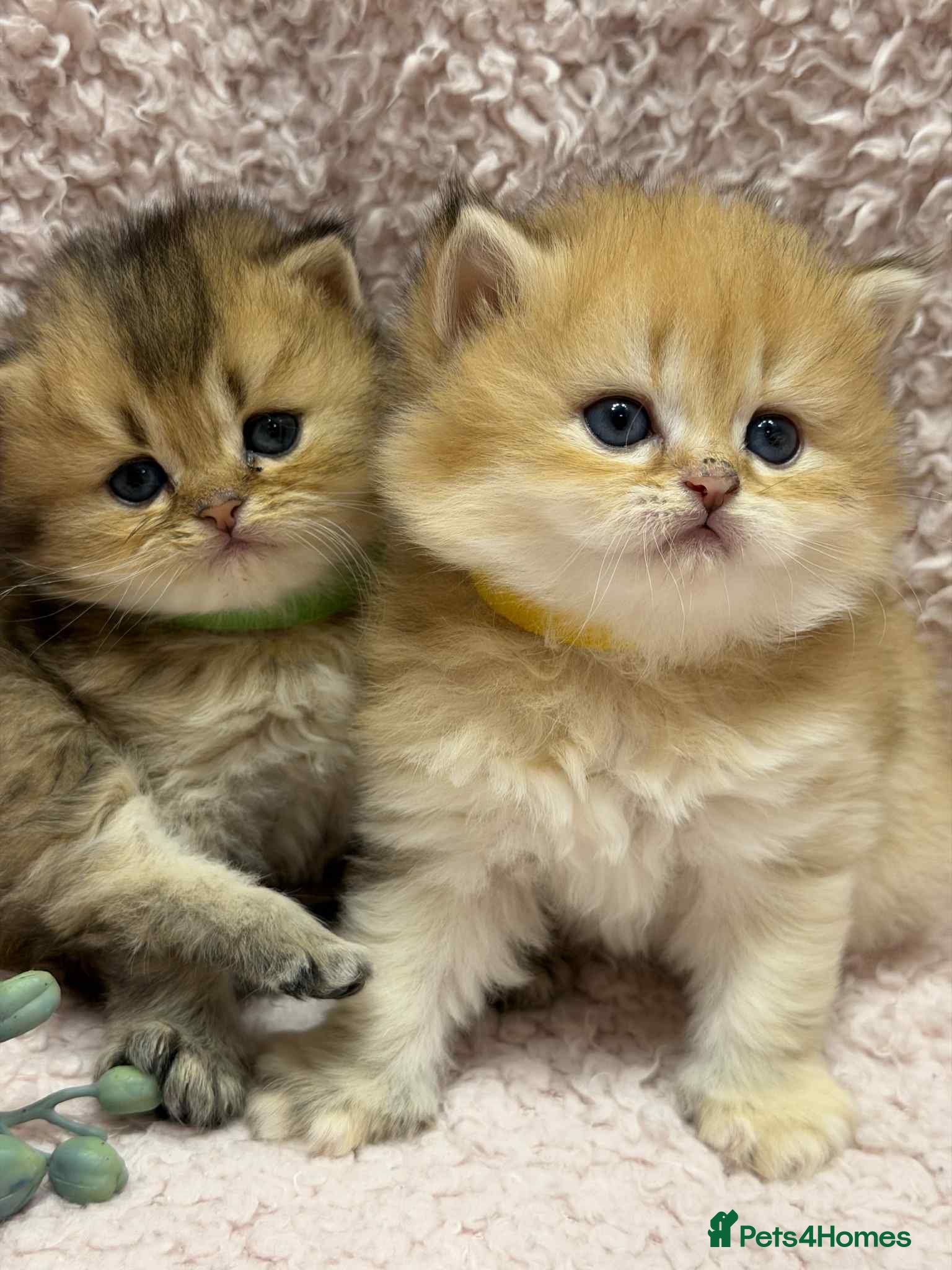British Longhair cats ⭐️STUNNING GOLDEN BRITISH LONGHAIR TICA KITTENS⭐️ - Advert 2