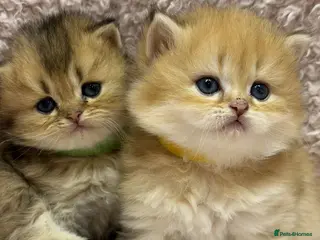 British Longhair cats ⭐️STUNNING GOLDEN BRITISH LONGHAIR TICA KITTENS⭐️ - Advert 2