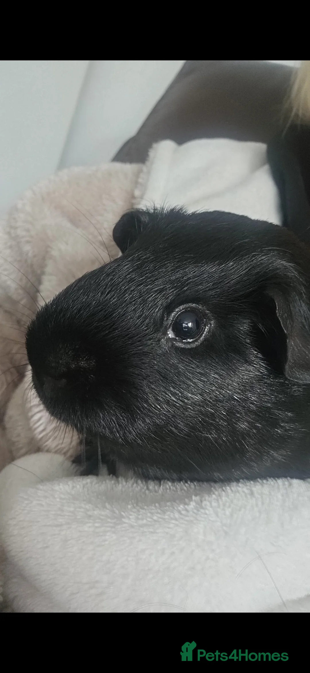 Guinea Pig rodents for sale: 2 MALE Black guinea pigs, everything inc! - Advert 2