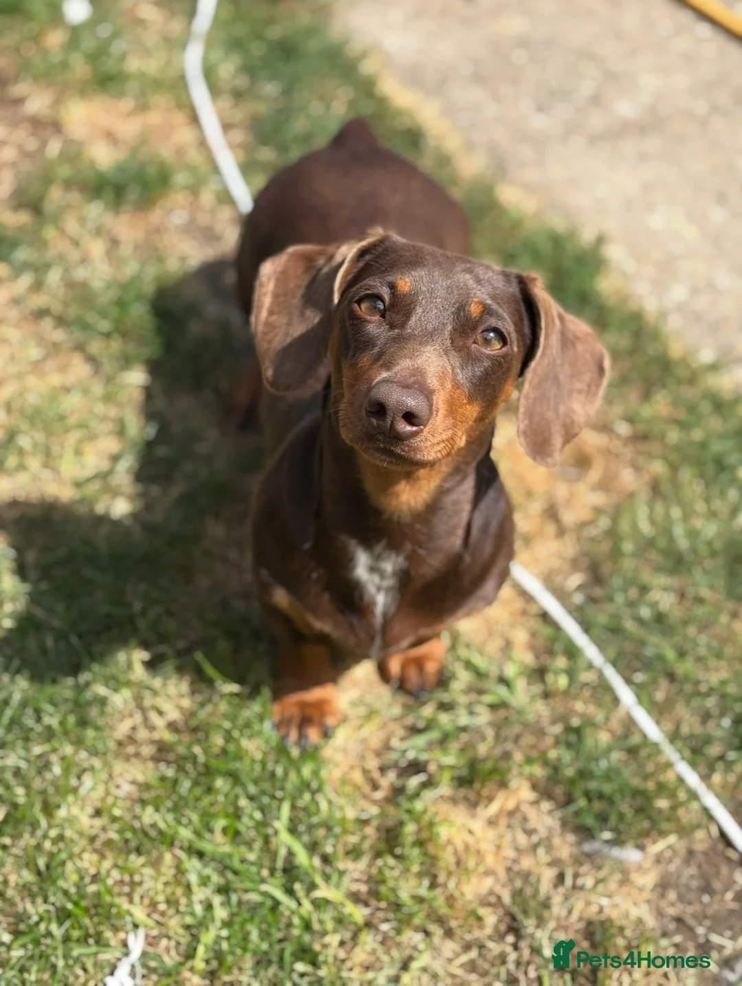 Miniature Dachshund dogs for sale: Miniature dachshund puppies in Hockley - Advert 6