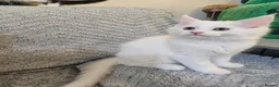 Maine Coon cats for sale: Maine Coon  - Advert 4