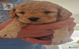 Cockapoo dogs for sale: Adorable cockapoo puppies for sale  - Image 1