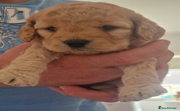 Cockapoo dogs - Advert 3