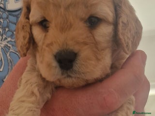 Cockapoo dogs - Advert 6