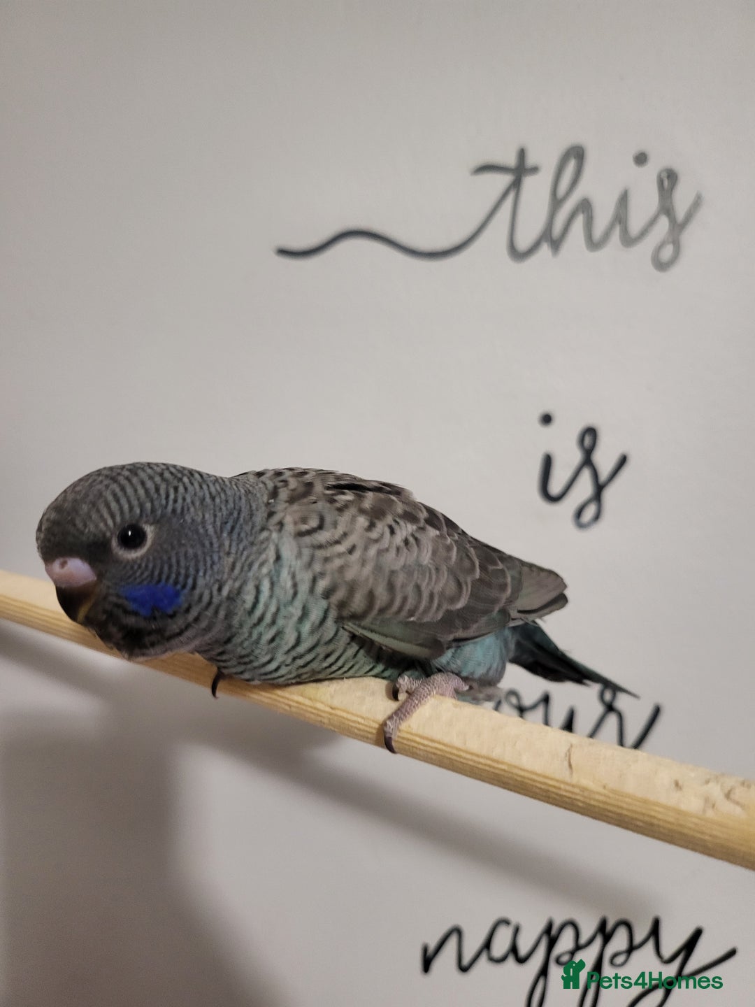 Budgerigars birds for sale: Blackface blackwing - Advert 1