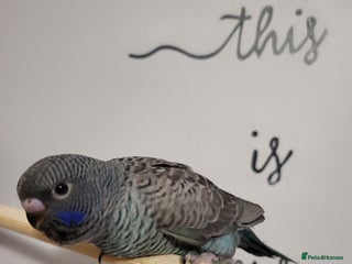 Budgerigars birds Blackface blackwing - Advert 10