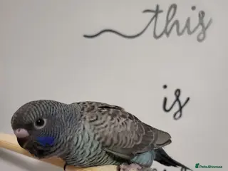 Budgerigars birds Blackface blackwing - Advert 18