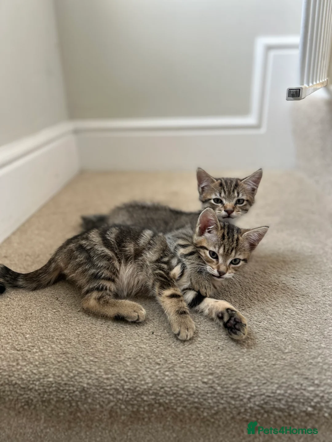 Mixed Breed cats for sale: Mixed breed kittens available  in Prescot - Advert 2